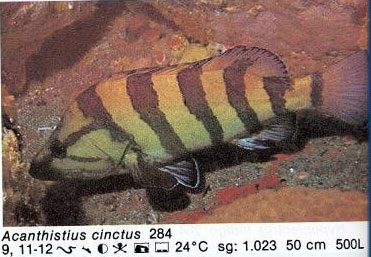 Acanthistius cinctus